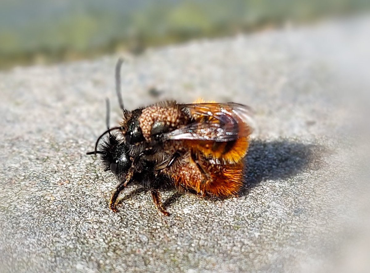 MAlblasserwaard's tweet photo. Zegt u het maar……is het voorjaar of niet😉
#natuur #voorjaar #insecten #bij #bijen #metselbij #gehoorndemetselbij #paring #voortplanting #tuin #tuinplezier #tuinbeleving #tuinleven #wildetuin #natuurtuin https://t.co/e6C0biyH4Y