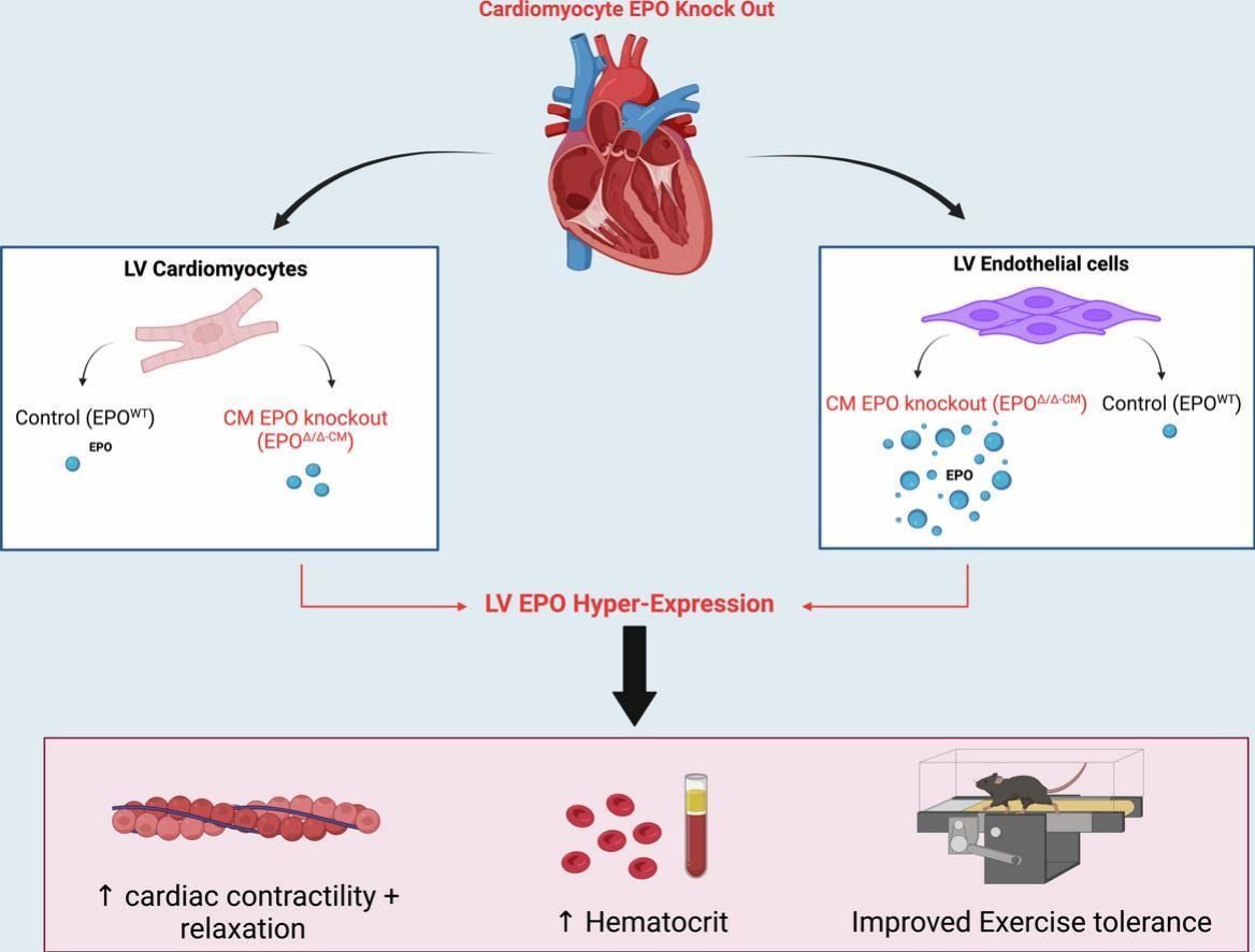Work from @Jerm73 and colleagues identifies novel roles of cardiac-derived erythropoietin in #cardiac development and function: buff.ly/43wS1jw