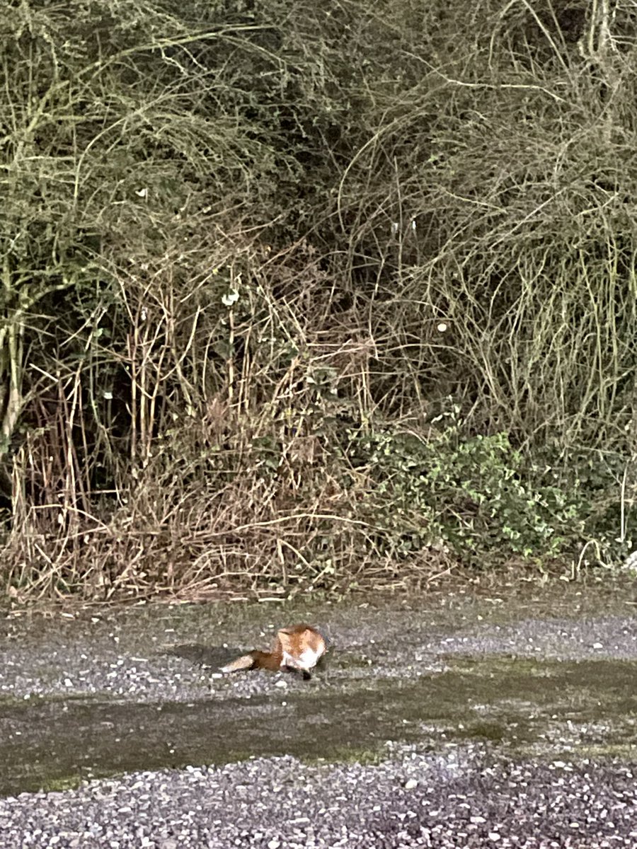 apurna_j's tweet photo. I saw a fox tonight in the carpark with no signs of fear watching me! I felt amused and strangely calm @UHNM_NHS then i looked up the significance #seeingafox its a reminder that you are ready for a challenge #deepintelligence #solvableproblem #understanding Amazing nature’s clue https://t.co/z946HS815m