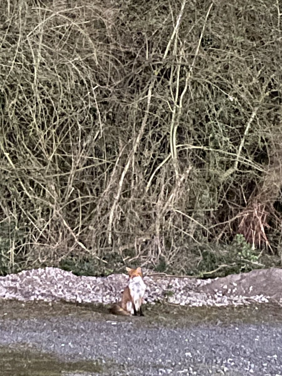 apurna_j's tweet photo. I saw a fox tonight in the carpark with no signs of fear watching me! I felt amused and strangely calm @UHNM_NHS then i looked up the significance #seeingafox its a reminder that you are ready for a challenge #deepintelligence #solvableproblem #understanding Amazing nature’s clue https://t.co/z946HS815m
