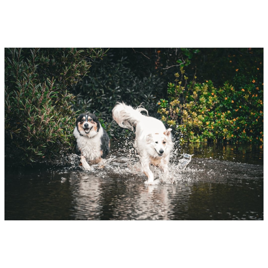 Inundación en los Bosquecitos, Marzo 2024 . . #dogs #bordercolie #newforest #ilovedogs #delugerpg #floodrelief #saveforest #pet #forestfinds #dogsitting #dogscorner #dogstagram #forestry #enchantedforest #instagramdogs #forestgreen #dogsofinstgram #forestdweller #pets