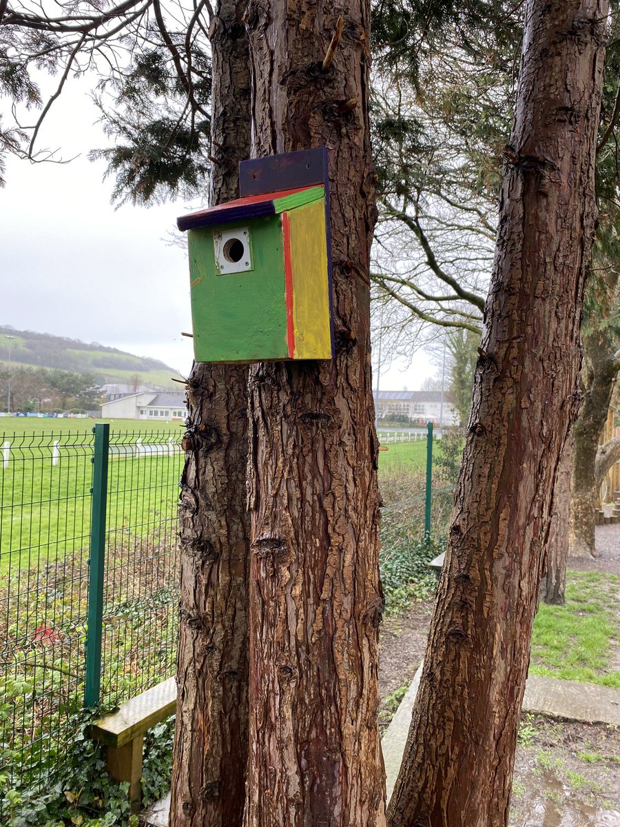 Mae’r Pwyllgor Eco yn hapus bod ein bocsys adar newydd i fyny ac yn barod i’r adar. Diolch i ymgyrch Treegeneration a Glasu Iard yr Ysgol am wneud hyn yn bosib. Diolch i bawb am eich rhoddion ariannol ac i Rob o Treegeneration am bopeth.