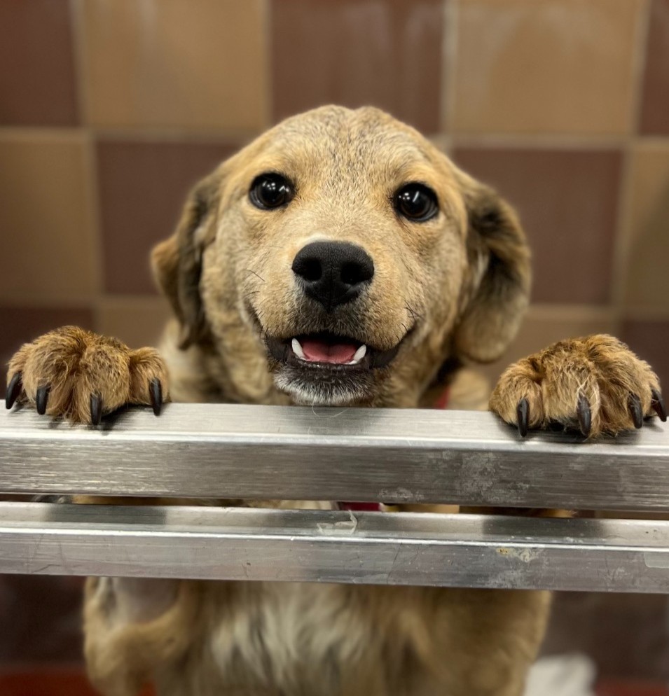 Meet Sandy (#TX1109)! Sandy is a six-month-old Chesapeake Bay Retriever mix from Texas. If you're interested in meeting this perfect puppy, please visit our Port Washington, NY adoption center! #GetYourRescueOn #AdoptMe #RetrieverMix #Rescue