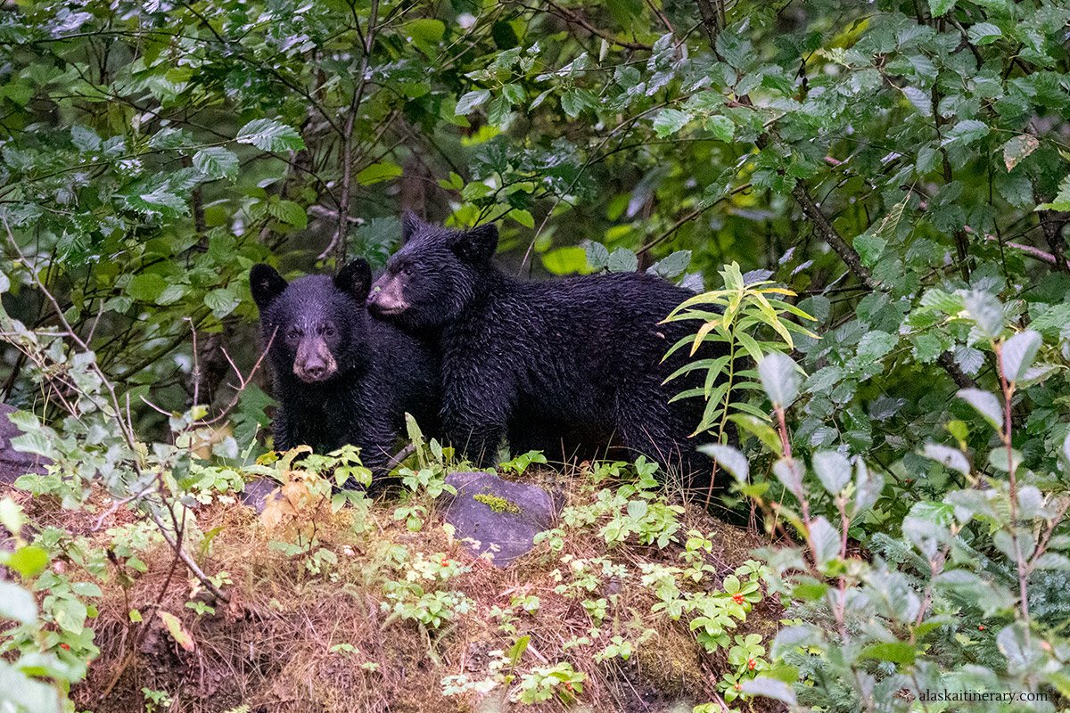 Alaska is home to an estimated 100,000 black bears. Have you ever seen one?  

#BlackBear #Alaska #visitalaska #wildlife #wildlifephotography #wildlifewatching #bearwatching #bearviewing #alaskaitinerary