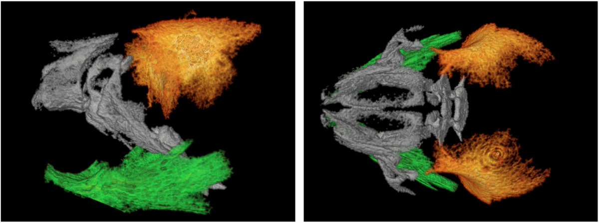 RaleighLab (@labraleigh) on Twitter photo Mouse computed tomography data (even the WT mouse data) is my new favorite type of data. @Bush_lab <a href="/TimCaseyClyde/">Tim Casey-Clyde</a> <a href="/NeurosurgUCSF/">UCSF Neurosurgery</a> <a href="/UCSFCancer/">UCSF Helen Diller Family Comprehensive Cancer Ctr</a> <a href="/UCSF/">UC San Francisco</a> Mouse computed tomography data (even the WT mouse data) is my new favorite type of data. @Bush_lab <a href="/TimCaseyClyde/">Tim Casey-Clyde</a> <a href="/NeurosurgUCSF/">UCSF Neurosurgery</a> <a href="/UCSFCancer/">UCSF Helen Diller Family Comprehensive Cancer Ctr</a> <a href="/UCSF/">UC San Francisco</a>