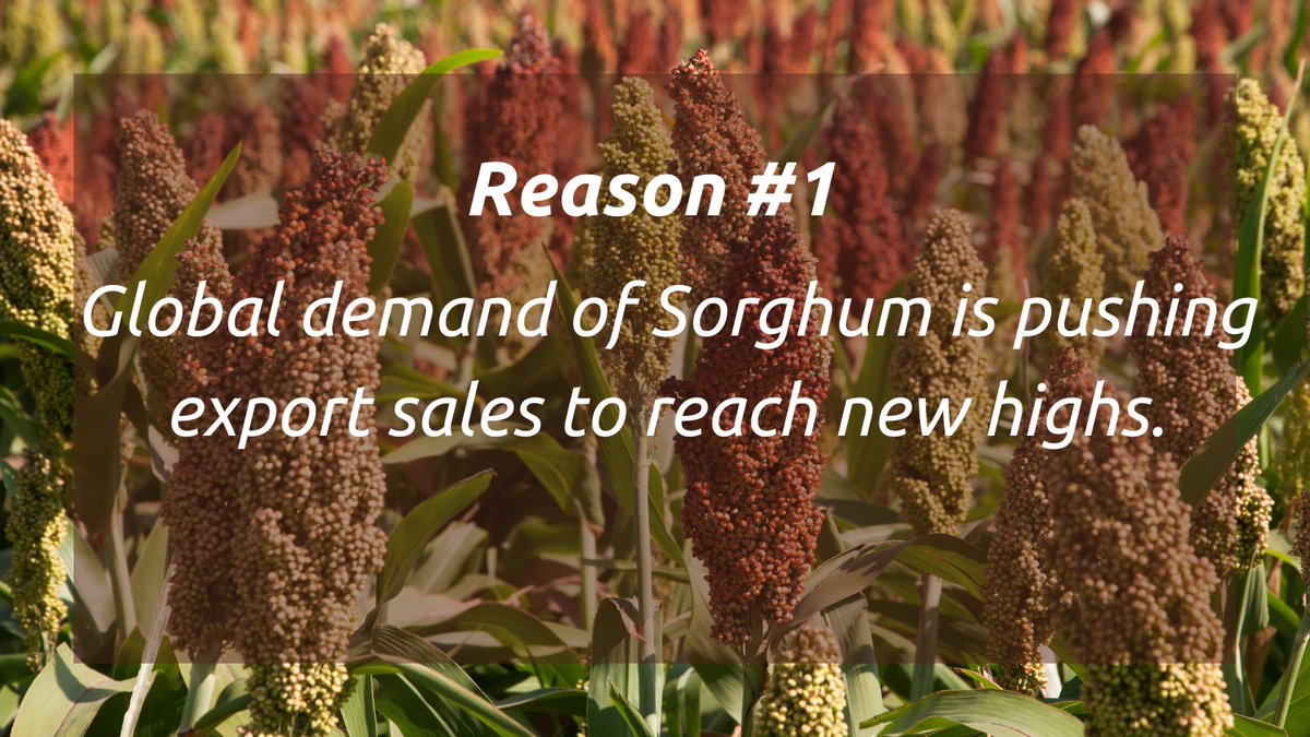 sorghumpartners's tweet photo. Is there a demand for sorghum? Sorghum export sales hit marketing year high at the end of February. Learn more about global sorghum demand at our free webinar on Wednesday, April 10th at 6:30 pm central.
https://t.co/bSOrZZVe59 https://t.co/9MxeCMcVpe