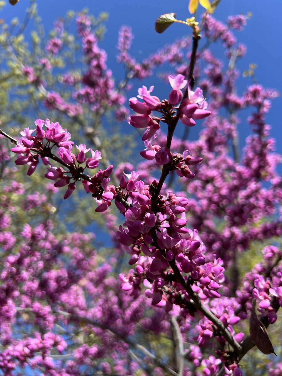 Diane_Y's tweet photo. This morning’s walk at the river. #redbudtree #morningwalk https://t.co/Uu4x2MAPUL