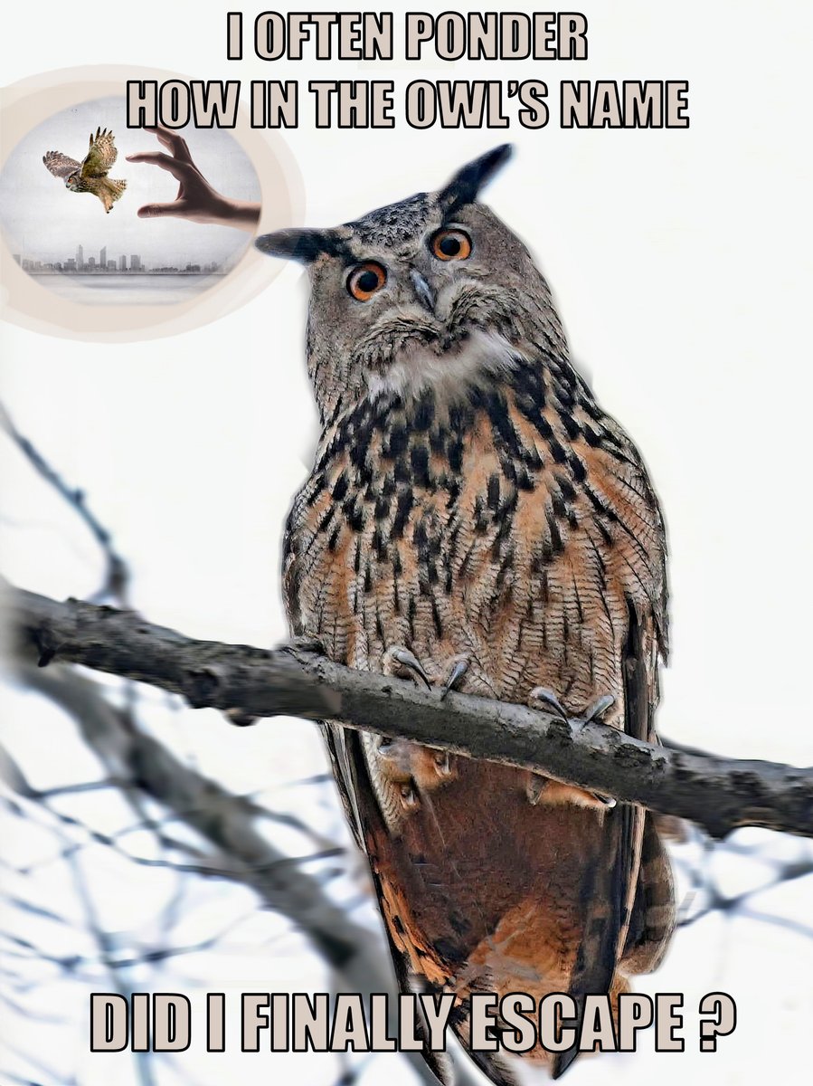 nicoleblairart's tweet photo. When I saw @BirdCentralPark pic of #Flaco today, I couldn't help but wonder-what was he thinking๐คฃ๐ฆ? Great pic, David! #NewYorkCity #NYC #CentralParkNYC #CentralParkpark #flacotheowl @flaco_theowl #FlacoForever #birdcpp @centralparkzoo @StellaH07773809 @Hanabi_NYC @davidlei @jacquelineUWS @DiveArtist @Above96th