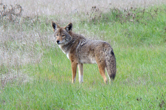 In the third natural history blog post from my ecology class, Marissa writes about her seemingly fruitless search for coyotes, and how much she has learned about them from, well, their 💩. hmcbee.blogspot.com/2024/03/what-w… @harveymudd #NaturalHistory #scat