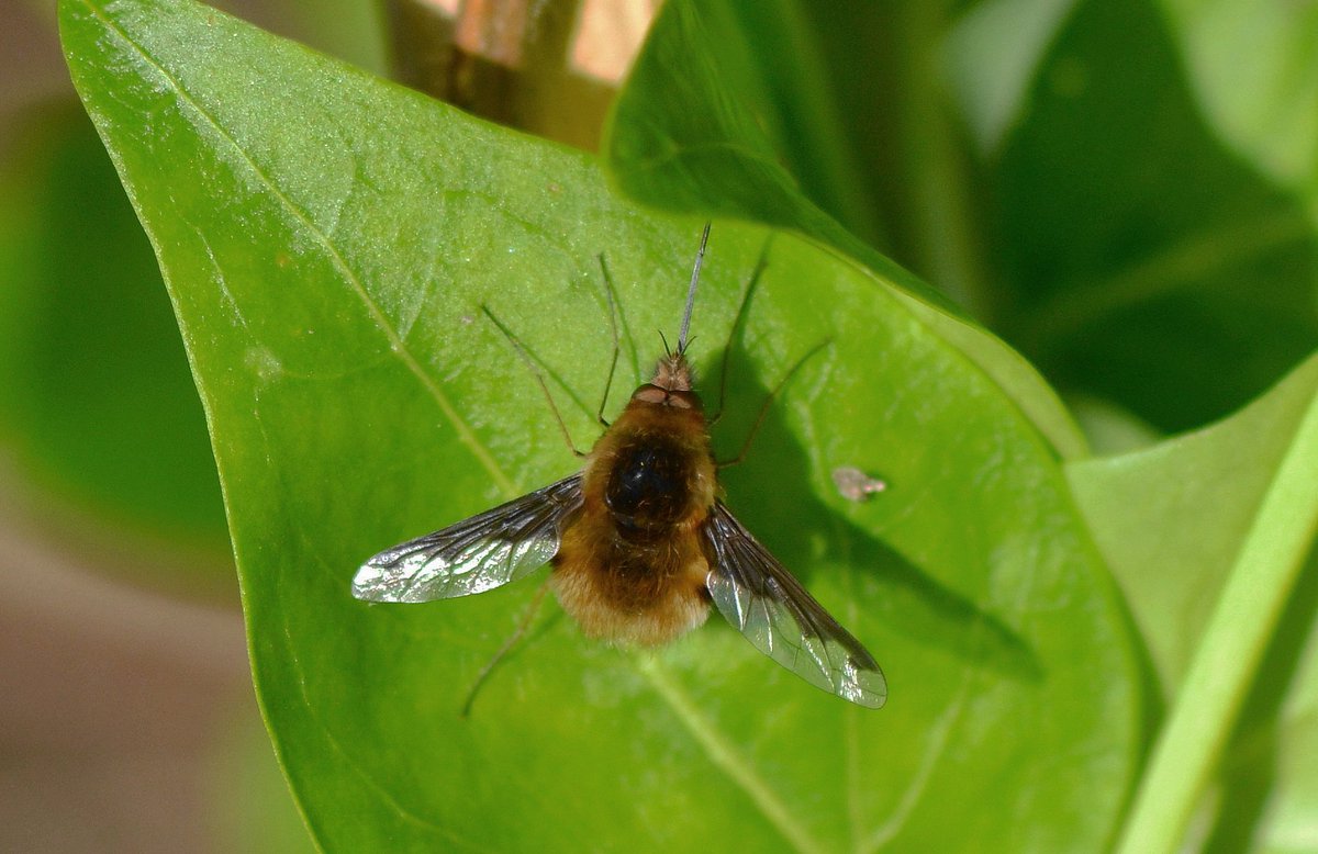 So many Springtime firsts after a warm sunny first of Spring, this time a Dark-edged Bee-fly