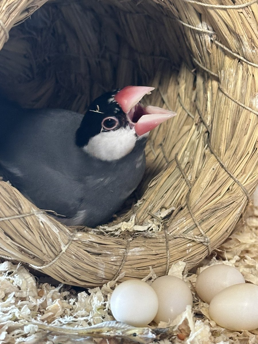 最初に卵を産んでから17日目、古い卵から巣の外へ🪹🥚、回収しようとしたらめちゃ怒った