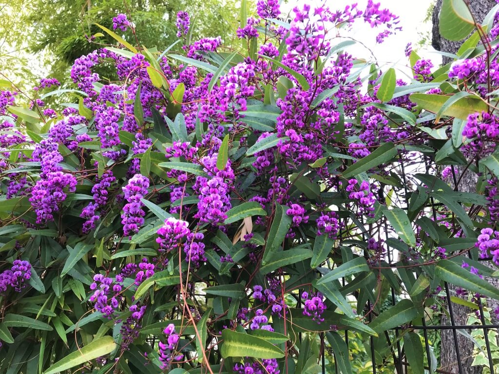 ⭐︎希少価値⭐︎虹も見える♪花満開のアメジスト⭐︎ ⭐︎希少価値⭐︎虹も見える♪花満開のアメジスト⭐︎ 【公式通販】