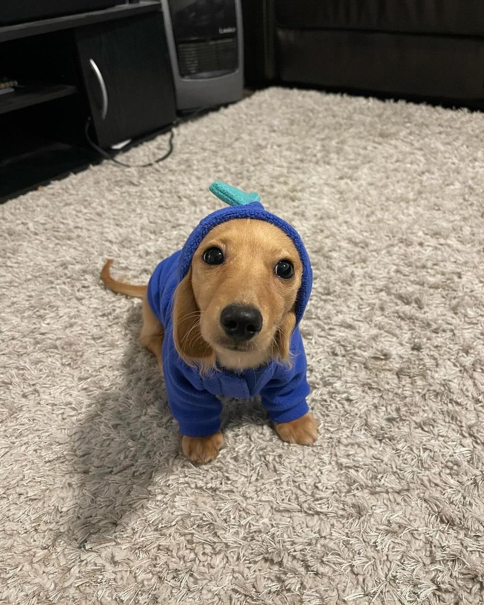 We only rate dogs. This is a tiny stegosaurus. We are glad that Jurassic Park is taking a slightly more manageable approach this time around, but please only send dogs. Thank you… 12/10