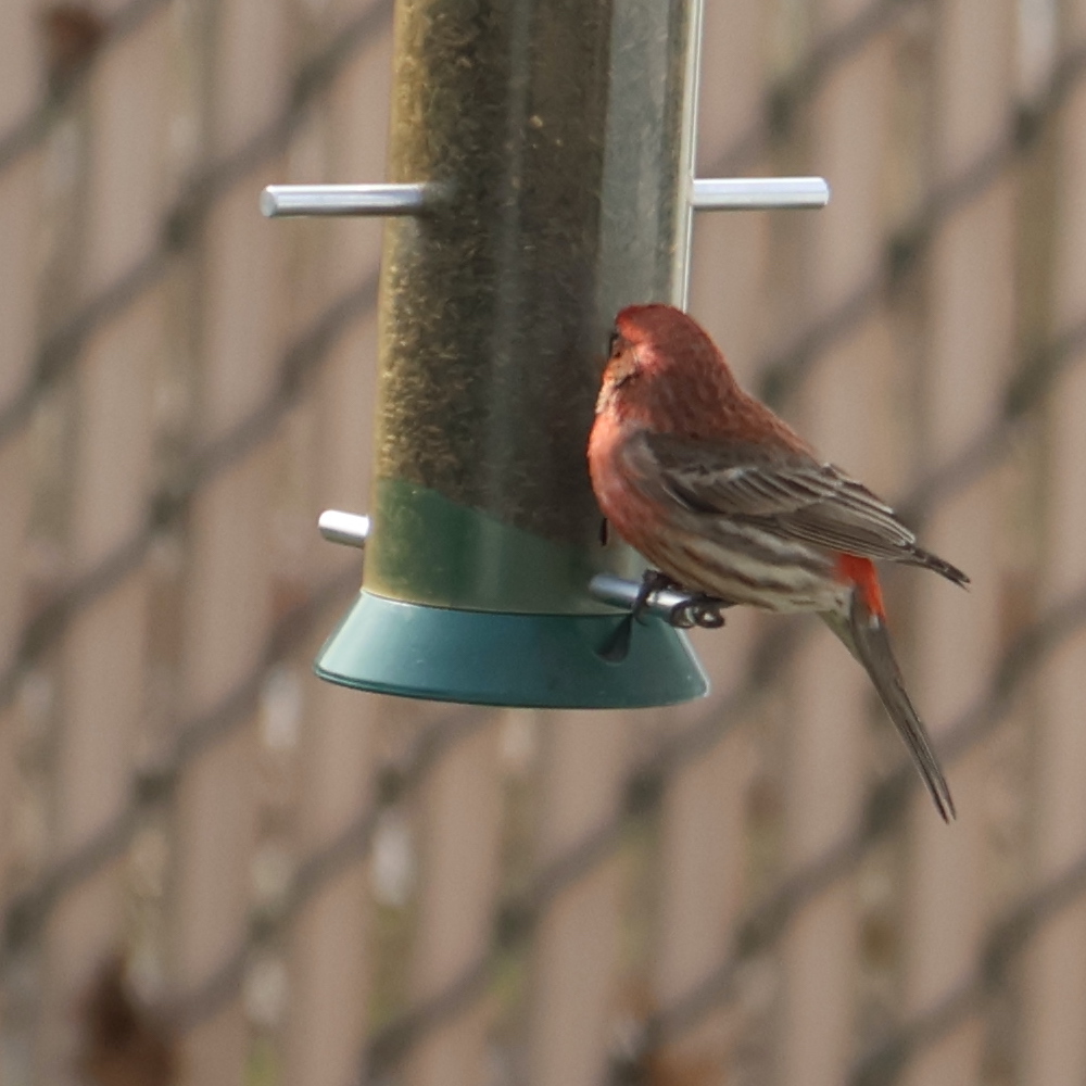 #ABirdfromtheLord Day 37: Yesterday I fell afoul of the laws of gravity and broke my kneecap. So for the rest of Lent I will need to content myself with birds that can be seen in the area around our house. Today house finches predominated. That's a repeat photo.