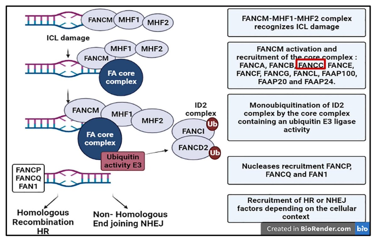 Determining the Genetic Causes of Bladder Cancer in a Family with a Heritable Pattern of Bladder Cancer @ASatheMD @UABUrology #SESAUA24 @urotoday 📌 Single family affected: 4/5 siblings, 3 generations (father, paternal aunt, paternal great uncle) 📌3/4 affected siblings,…