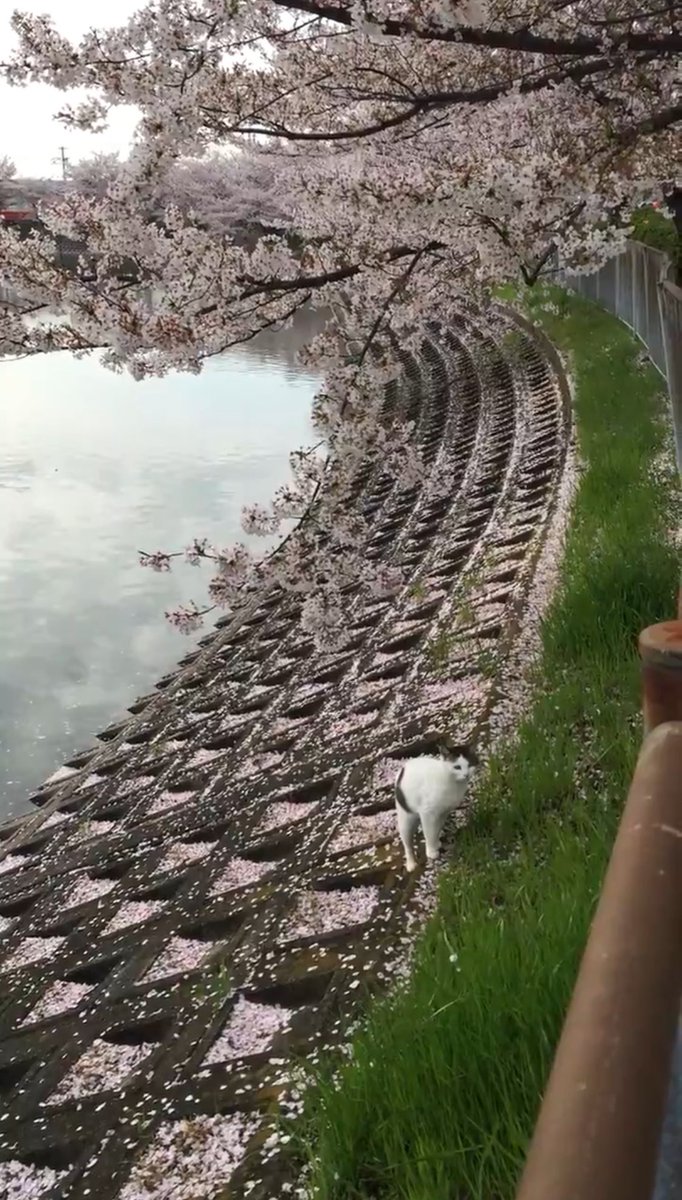 おはこんばんちは！本日は　#さくらねこの日　3/22を桜の季節の3月と猫の鳴き声を掛けた「さくらねこ＝にゃんにゃんと読む語呂合わせから。「さくらねこ」とは、不妊手術済みをした猫のこと。2ヶ月で出産できるから対策が必要なんですよね。

#企業公式つぶやき部