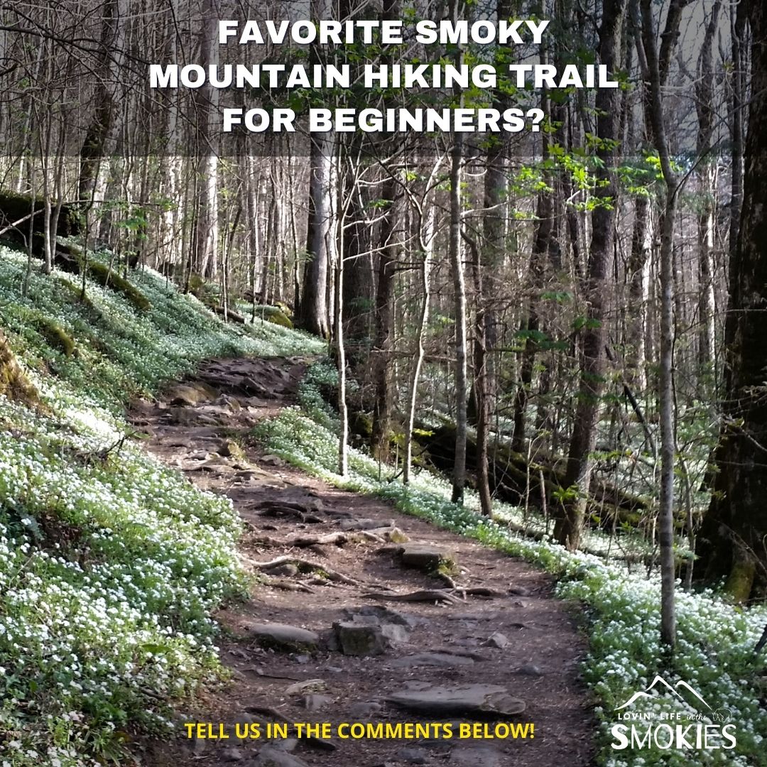 LovinLifeSmoky's tweet photo. Favorite Smoky Mountain hiking trail for beginners? #LovinLifeintheSmokies #LLIS #SmokyMountains https://t.co/UzjM6lmPuo