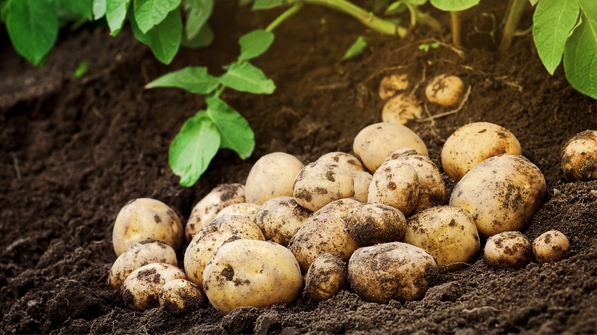 The EPA has approved the use of a new potato fungicide, Emesto Prime.
Read more: ow.ly/IrsT50QZfpX