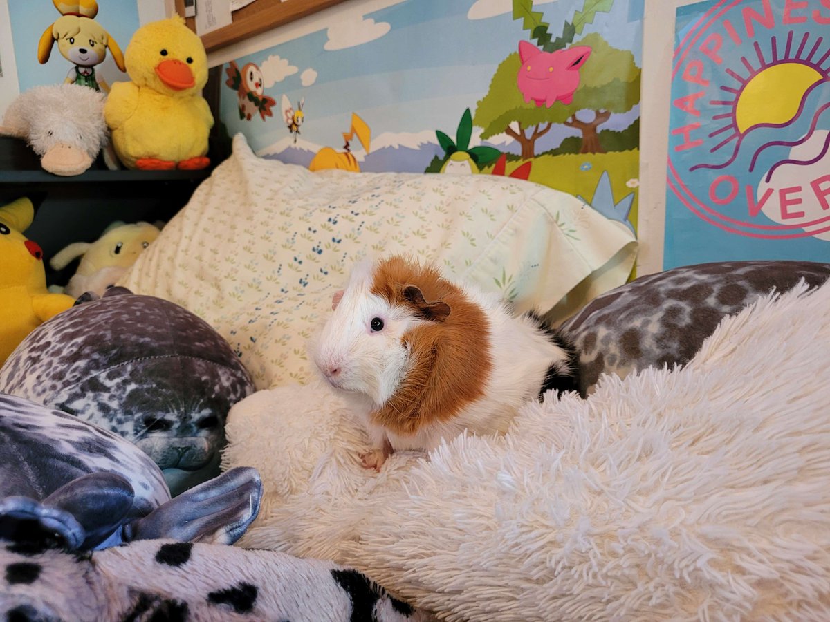 sealpaws's tweet photo. baby guinea pig adorable infant mall photoshoot baby pictures cute wonderful lovely guinea pig playing nicely with toys https://t.co/y6wlz3pESZ