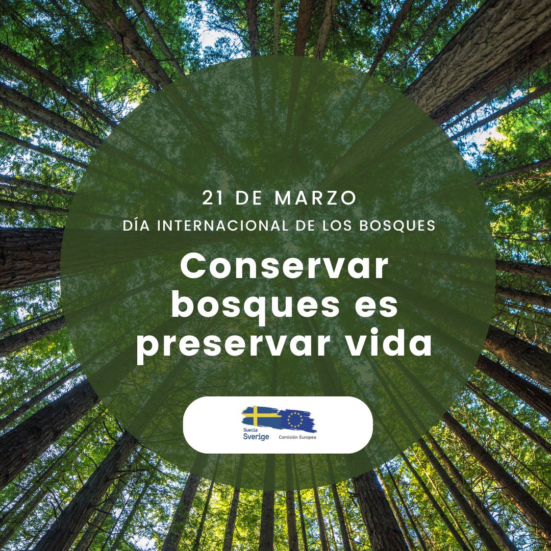 SueciaEnBolivia's tweet photo. 🌴🌲🌳¿Sabías que la mitad del territorio de #Bolivia se encuentra cubierto por diferentes formaciones boscosas? 
Junto a @UEenBolivia unimos fuerzas, y sumando a muchos socios, estamos trabajando comprometidos con su conservación y desarrollo 
#diadelosbosques https://t.co/nsQx1ajOoT