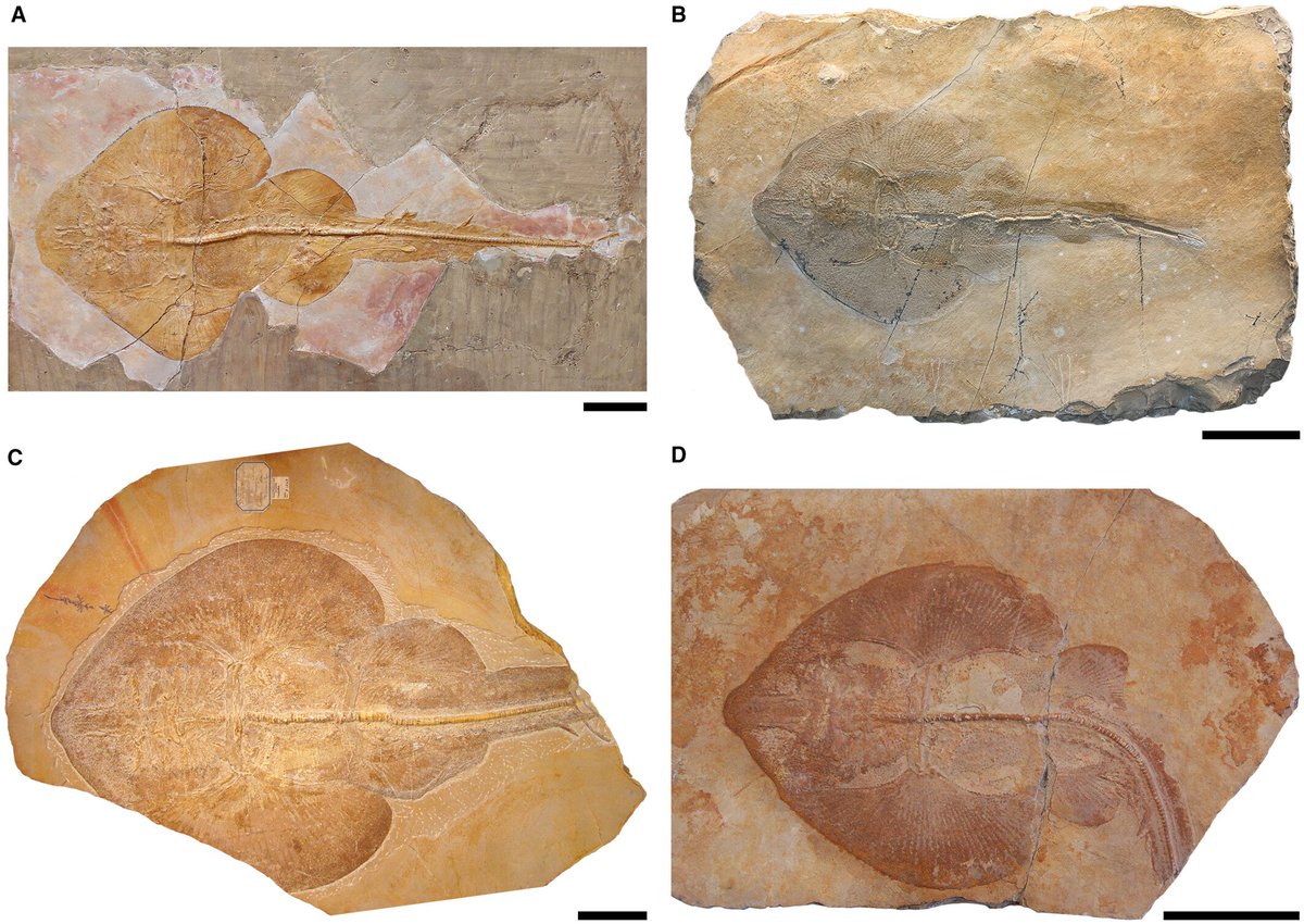 Rostral and body shape analyses reveal cryptic diversity of Late Jurassic batomorphs (Chondrichthyes, Elasmobranchii) from Europe
onlinelibrary.wiley.com/doi/full/10.10…
Aellopobatis bavarica gen. et sp. nov.