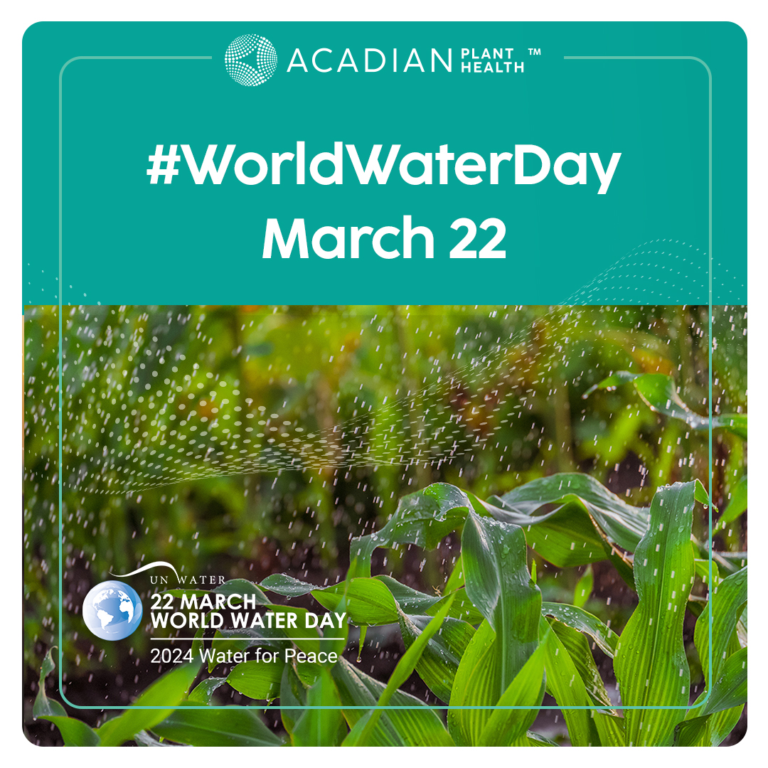 This #WorldWaterDay, we're acknowledging the need for efficiency in water use as freshwater scarcity increases. Water use in agriculture is necessary, but technologies like Acadian's BioSwitch can help improve drought tolerance in crops. Learn more: bit.ly/4ar7Ydh