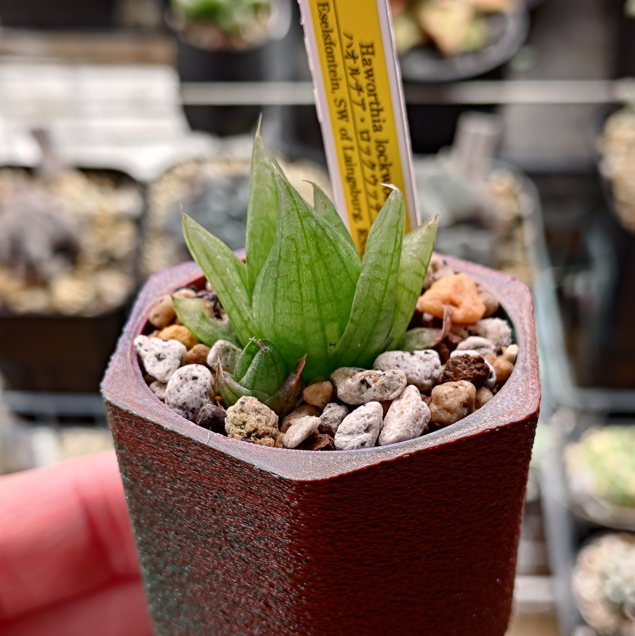 ハオルチア ロックウッディ Haworthia lockwoodii 2苗 【公式通販】
