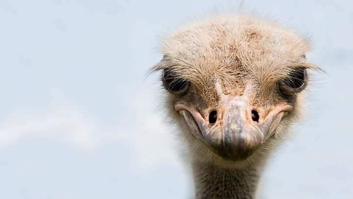 Villager_8415's tweet photo. کراچی والو سحری کرلو۔😂
.
..
...

#Ramadan #JDCfoundation #tok #ostrich https://t.co/WR99n4qm1f