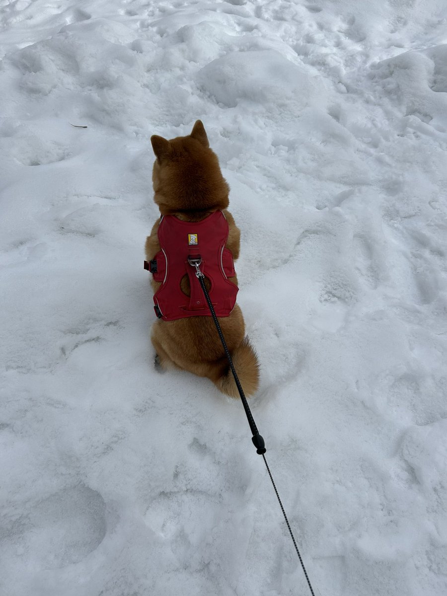 これは帰るよと言った途端、動かなくなった可愛い柴犬