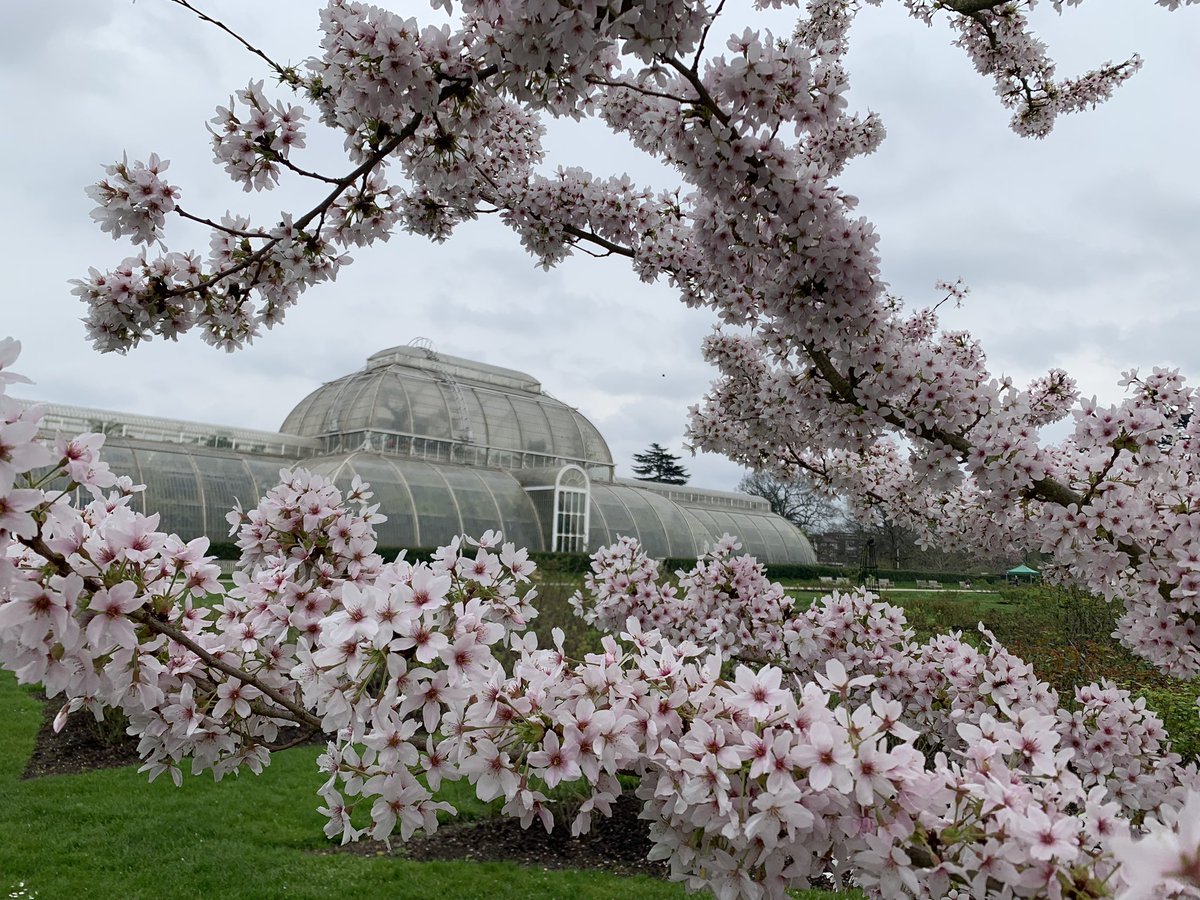 Kew tho’ @kewgardens #SoundsOfBlossom #KewGardens