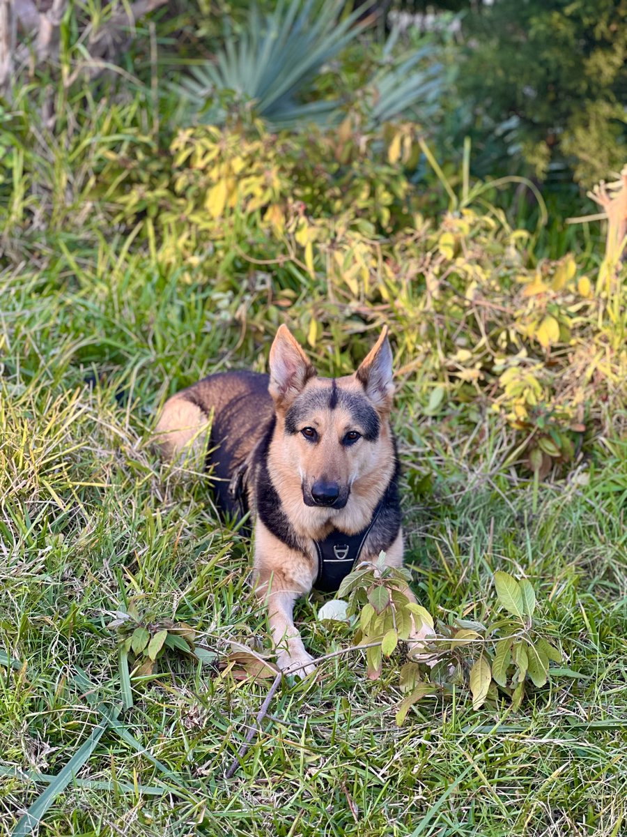 Say hello to Ringo the brewery pup.