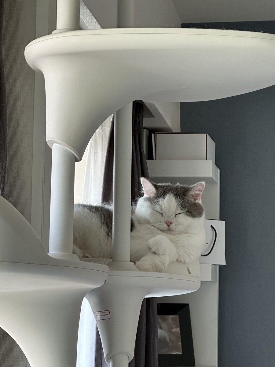 teteandcoco's tweet photo. んーーーかわいい

#猫 #cat #猫のいる暮らし #猫のいる幸せ #猫好きさんと繋がりたい https://t.co/aNPvRUGQMg