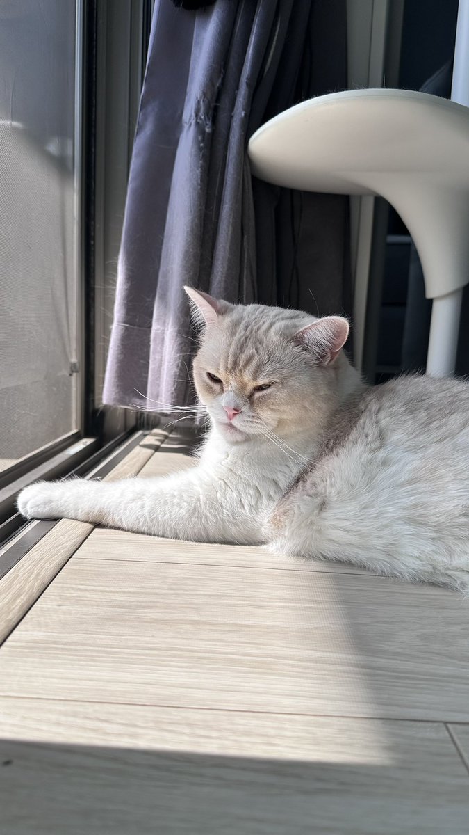 teteandcoco's tweet photo. んーーーかわいい

#猫 #cat #猫のいる暮らし #猫のいる幸せ #猫好きさんと繋がりたい https://t.co/aNPvRUGQMg