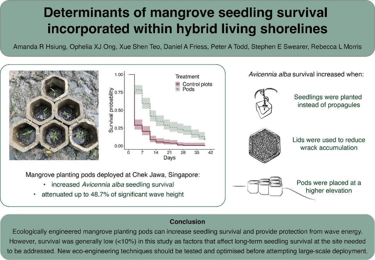 Experimental Marine Ecology Laboratory (@emel_nus) on Twitter photo New paper out on how planting pods can help #mangrove seedling survival within hybrid shorelines. Congrats to <a href="/amandaHSIUNG/">Amanda Hsiung</a> and the team!🪴✨ New paper out on how planting pods can help #mangrove seedling survival within hybrid shorelines. Congrats to <a href="/amandaHSIUNG/">Amanda Hsiung</a> and the team!🪴✨