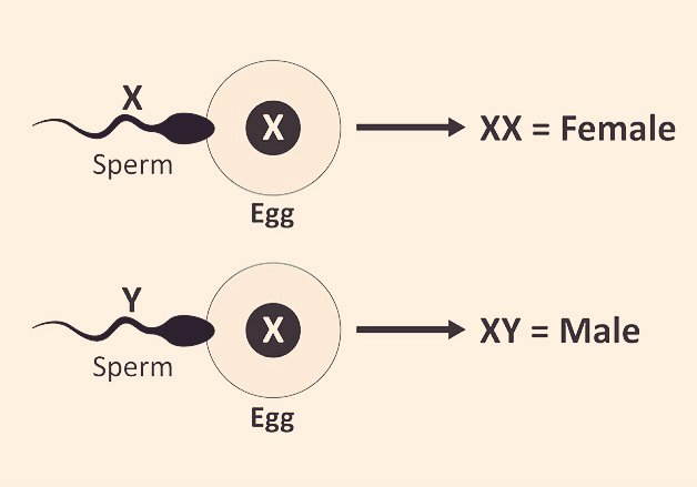 HOW TO CHOOSE YOUR BABY'S GENDER. HEALTH THREAD part 1, 2 ,3 ,4 ,5 & 6 Male sperm cell are either X or Y. Female egg cell is always X. If X-sperm cell meet egg (X), baby will be a Girl (XX). If Y -sperm cell meets egg(X), baby will be a Boy (XY) Tiktok #Nursing