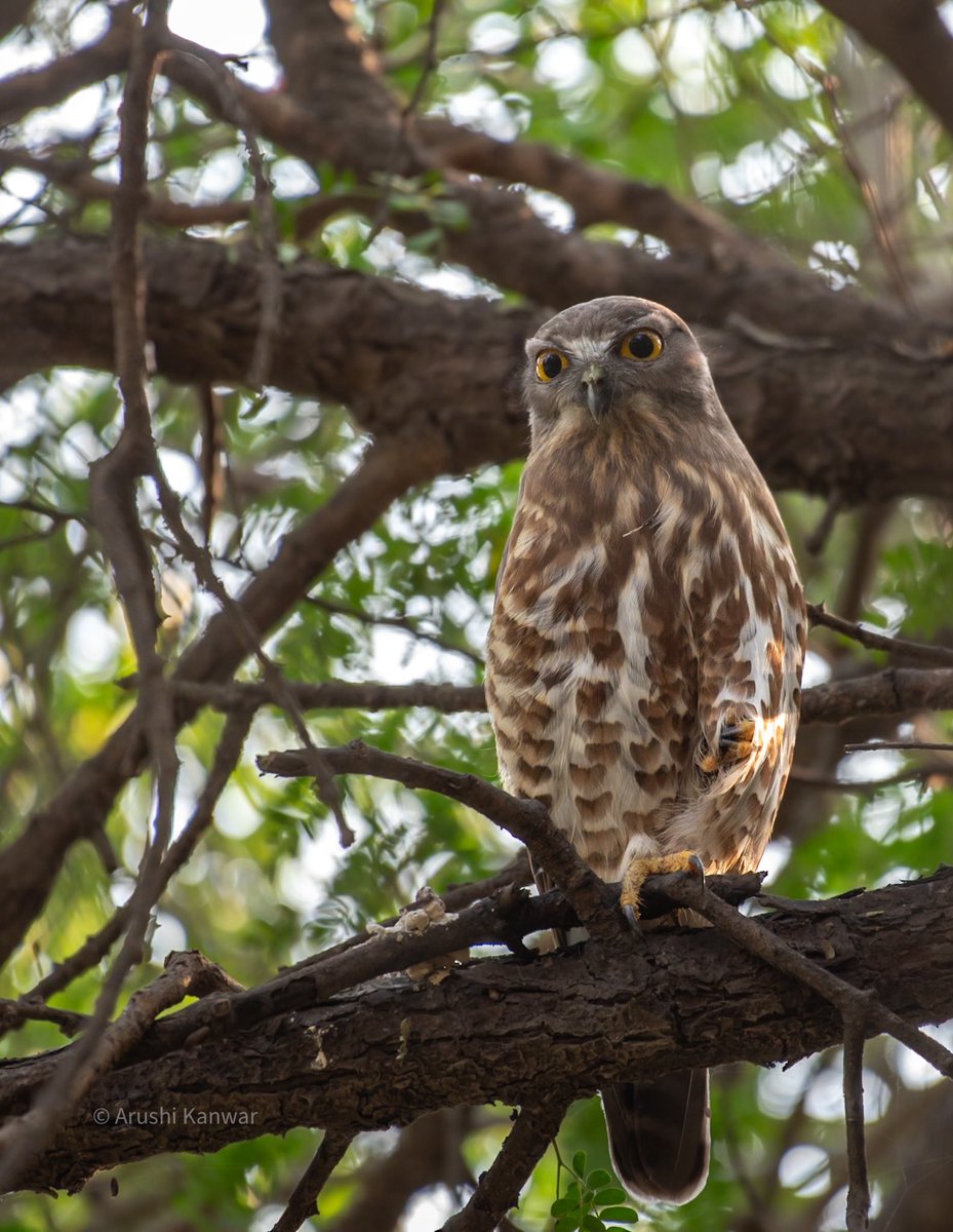 Brown Boobook also known as the brown hawk-owl Finally spotted it in Sultanpur National Park in Dec’23 #IndiAves #BirdsOfTwitter #birding #birdwatching #natgeoindia #BBCWildlifePOTD #NatureBeauty #birdphotography