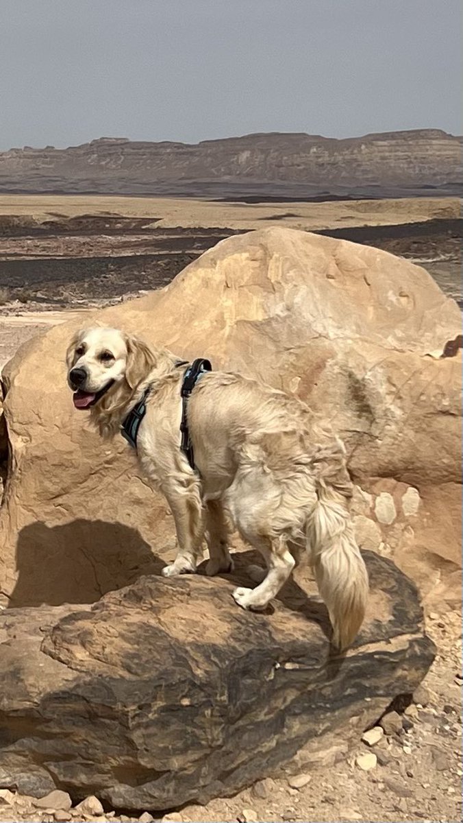 Finally, it’s Fri-Yay! Here’s some fluff to get it started. Adventure awaits. 🐾💙Finn #FluffyButtFriday #GRC #dogsoftwitter #GoldenRetrievers