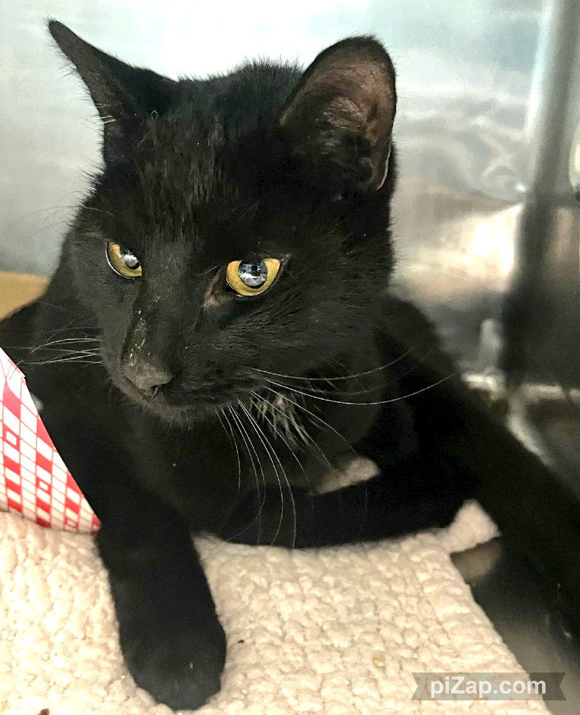 newhope.shelterbuddy.com/Animal/Profile… 🆘️Mars🆘️ TBD 3/23/24 at 12PM Mars is a gorgeous sweet young girl Found/Stray On TBD List b/c Medical Issues Continue medication and monitoring for change in ataxia 🆘️Save Mars🆘️ Adopt/Foster/Pledge She could DIE Saturday #SaveMe #NYC 🆘️