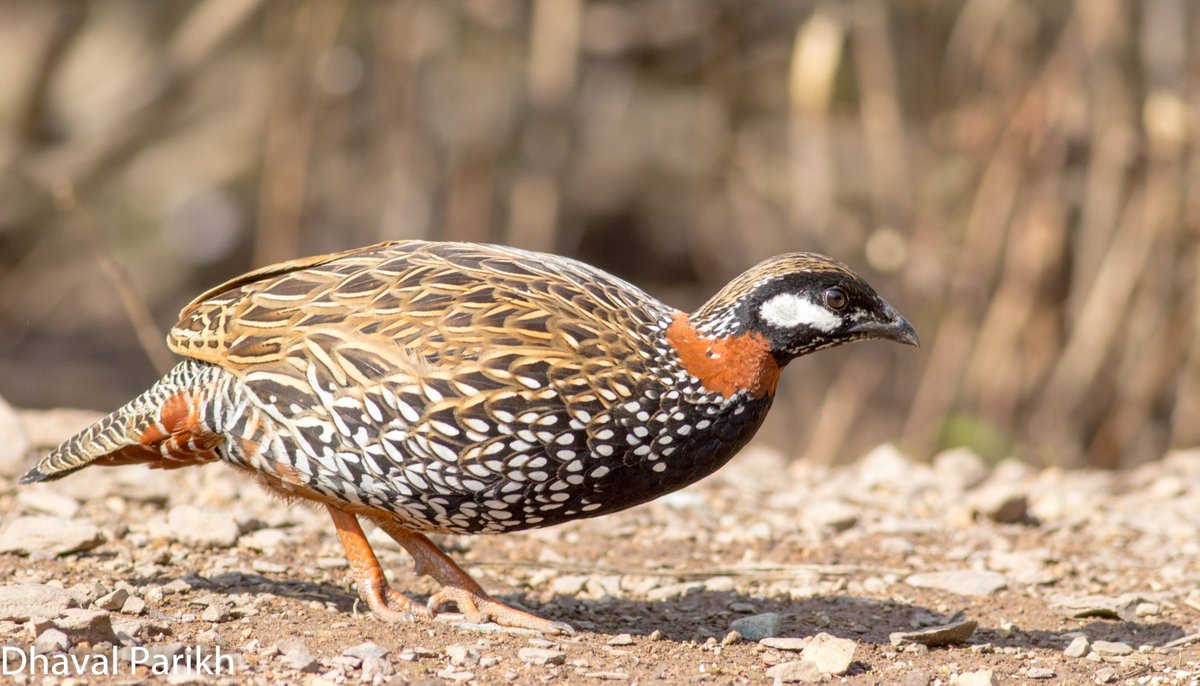 Black Francolin 

#birds #PhotoOfTheDay #birdphotography #BirdTwitter #IndiAves #NaturePhotography #birdsofindia #BirdsSeenIn2024 #beauty #naturelover #natgeo #avibase #birdsofafeather #birds_lover #bestbirdshots #indianbird #nature