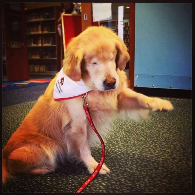 Best in Dogs tweet media