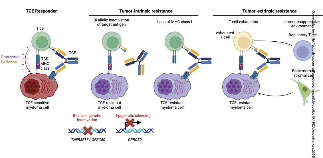 #Myeloma Paper of the Day: Nice review of tumor-intrinsic (loss of target antigen, MHC class I, preventing MHC class I:TCR co-stimulatory signaling) and -extrinsic resistance mechanisms (exhausted T cells & immunosuppressive TME) to T-cell engagers: pubmed.ncbi.nlm.nih.gov/38513088/.