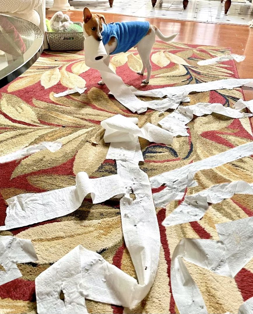 “Daddy, I know how this looks but I was just following the 'unroll as needed' instructions! #dogslife #dogmischief #dogrescue #puppylove