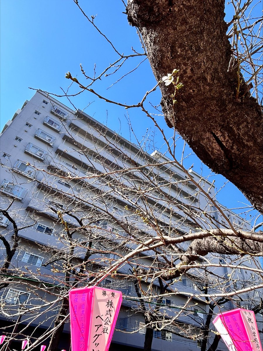 8bit_co's tweet photo. 中目黒では川沿いに桜のライトアップが始まりました！
桜はやっと一つ二つと咲き始めたところです🌸満開は来週末ごろでしょうか？

#目黒川 #中目黒 #花見 https://t.co/NKUctVwRYX