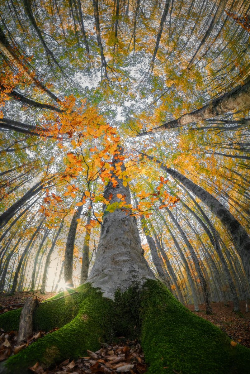 #WorldPoetryDay2024 💚💙💚

Trees are the memory of the world …

I’m posting this to honour poetry and nature. Of all that I’ve written, this a favourite. I hope it speaks as the trees themselves would speak, in a voice not just mine, in words that say what we most need to hear.