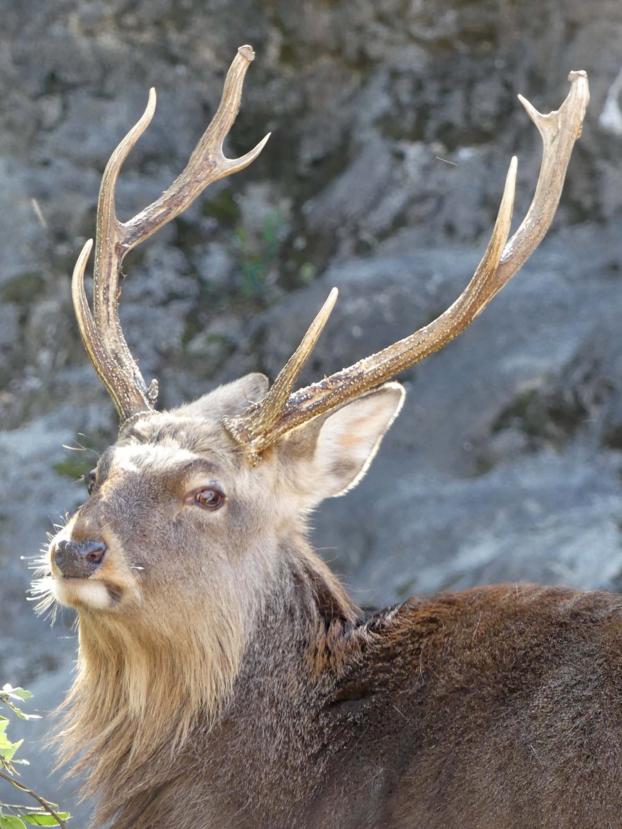 今年の角は、いつ落ちるかな？ （昨年は22日のお昼ごろに右角、15時