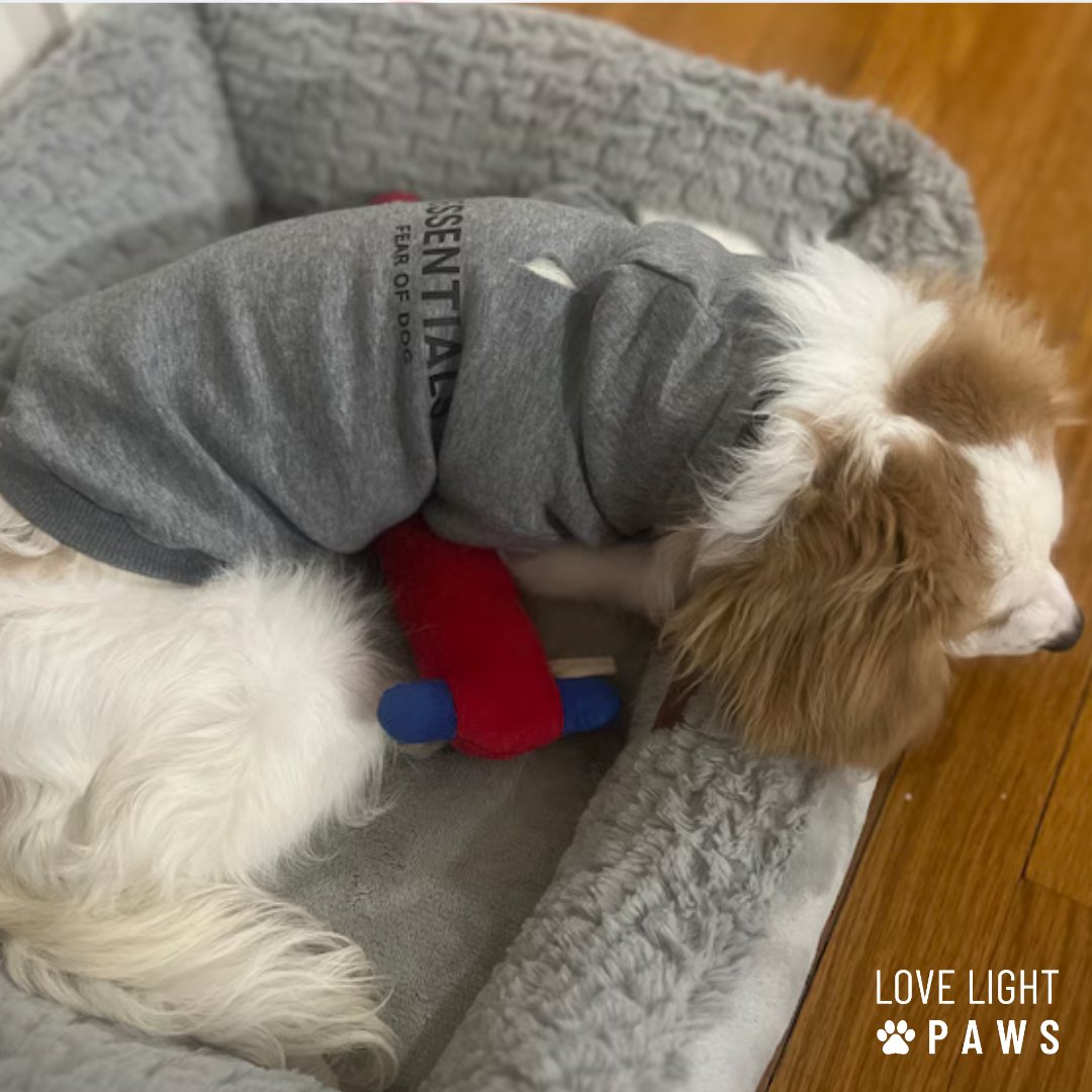 Is it Friday yet? 🥱💤

#dogsweaters #doghoodie