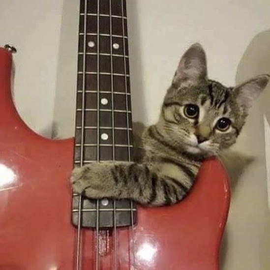 PunchingCat's tweet image. 