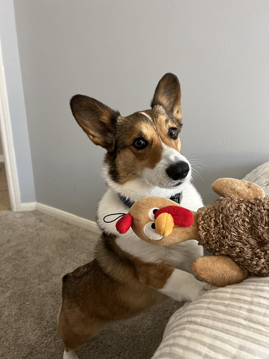 The lucky pups of a DINK household:  their only struggle in life is doing their business in a soggy, wet yard.