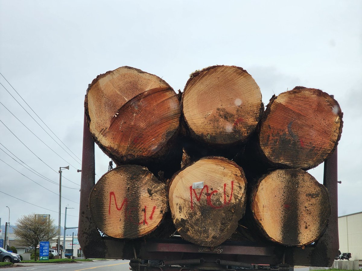 🤬 The size if the trees on this logging truck in SW Washington is horrifying, very few trees as big as this still exist in the region. Somewhere one of our last legacy forests has been felled. 😔

Cutting mature trees like this should be illegal! 
#StopTheChop #WorthMoreStanding