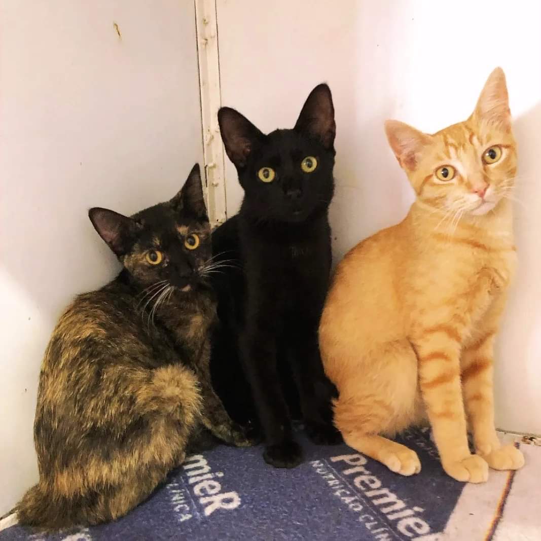 catlandrescue's tweet photo. Adolfo Pinheiro, Capão Redondo e Santo Amaro vieram pra bagunçar seu GPS, deixar vc sem norte (ou seria sul?)...

Essas fofurinhas moravam com seu tutor numa área de risco. O local era muito precário, os cachorros da vizinhança viviam tentando atacá-los... um caos! https://t.co/gsFiciPmF8